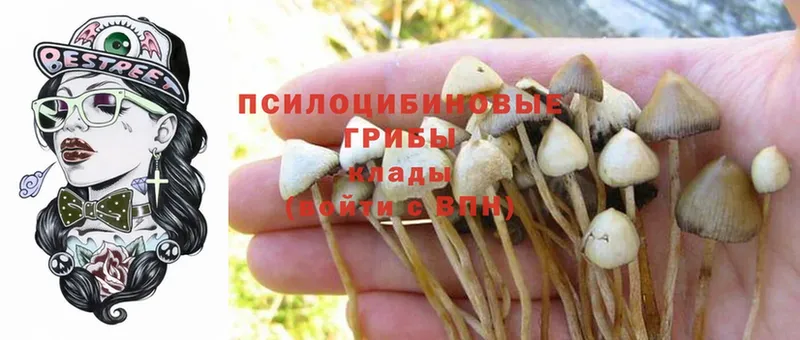 где купить наркотик  Задонск  Галлюциногенные грибы Psilocybine cubensis 